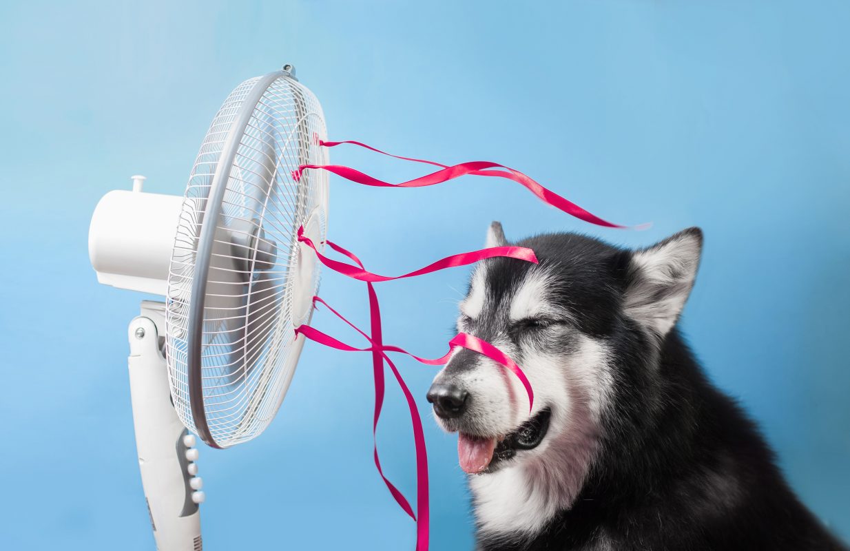 fan blowing into dog's face
