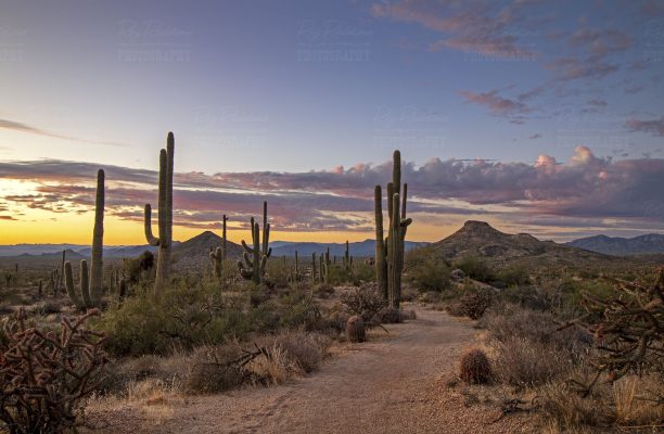 arizona desert